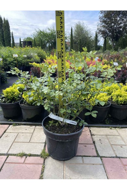 Троянда флорібунда Леонардо да Вінчі - 5л/вис.40-50см/Ø40-50см